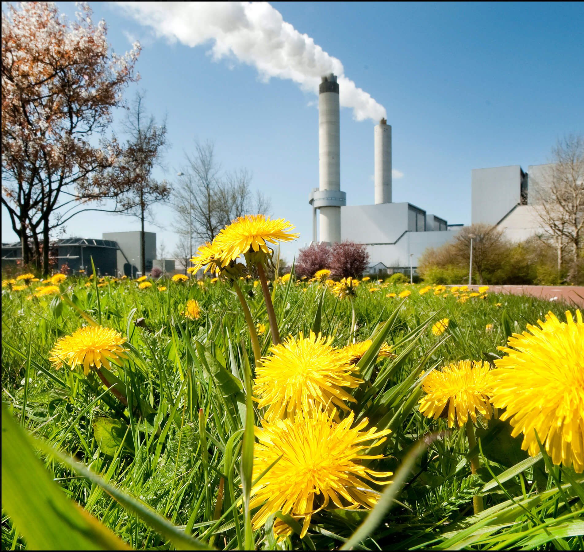 Project AEB flowers